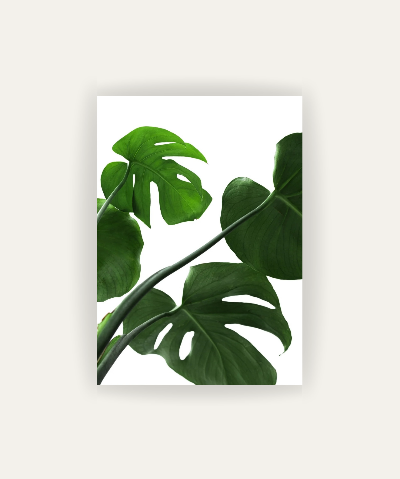 Esencia Tropical
