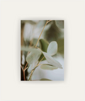 Eucalyptus