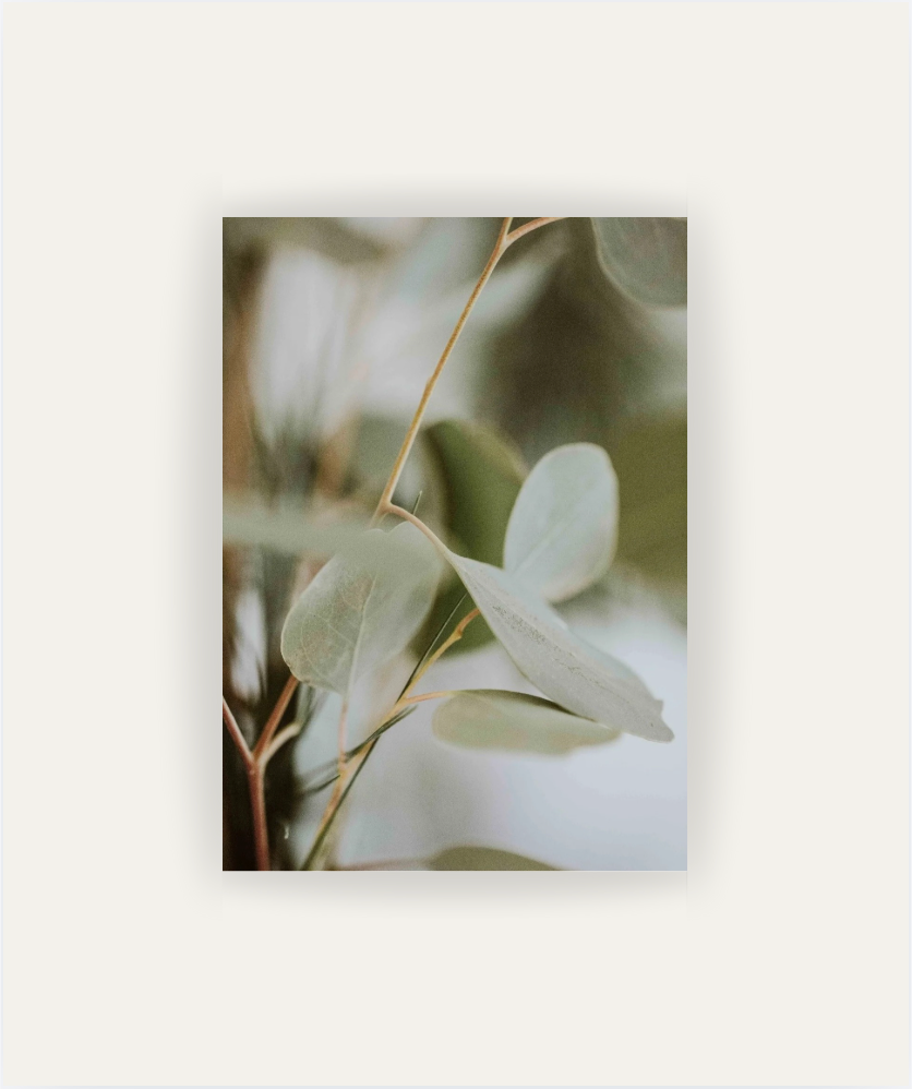 Eucalyptus