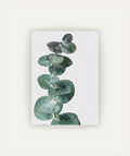 Eucalyptus Silver