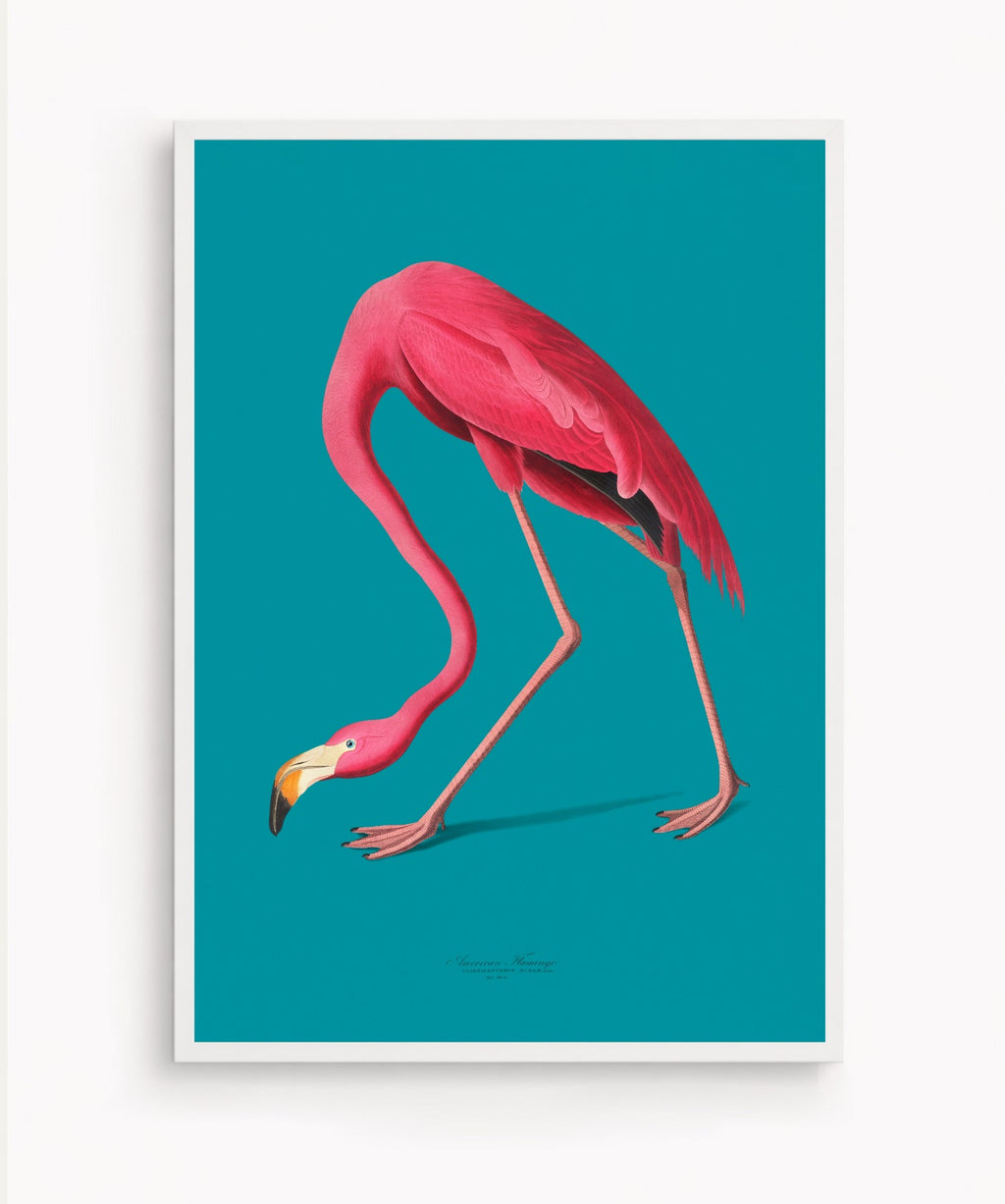 Flamingo