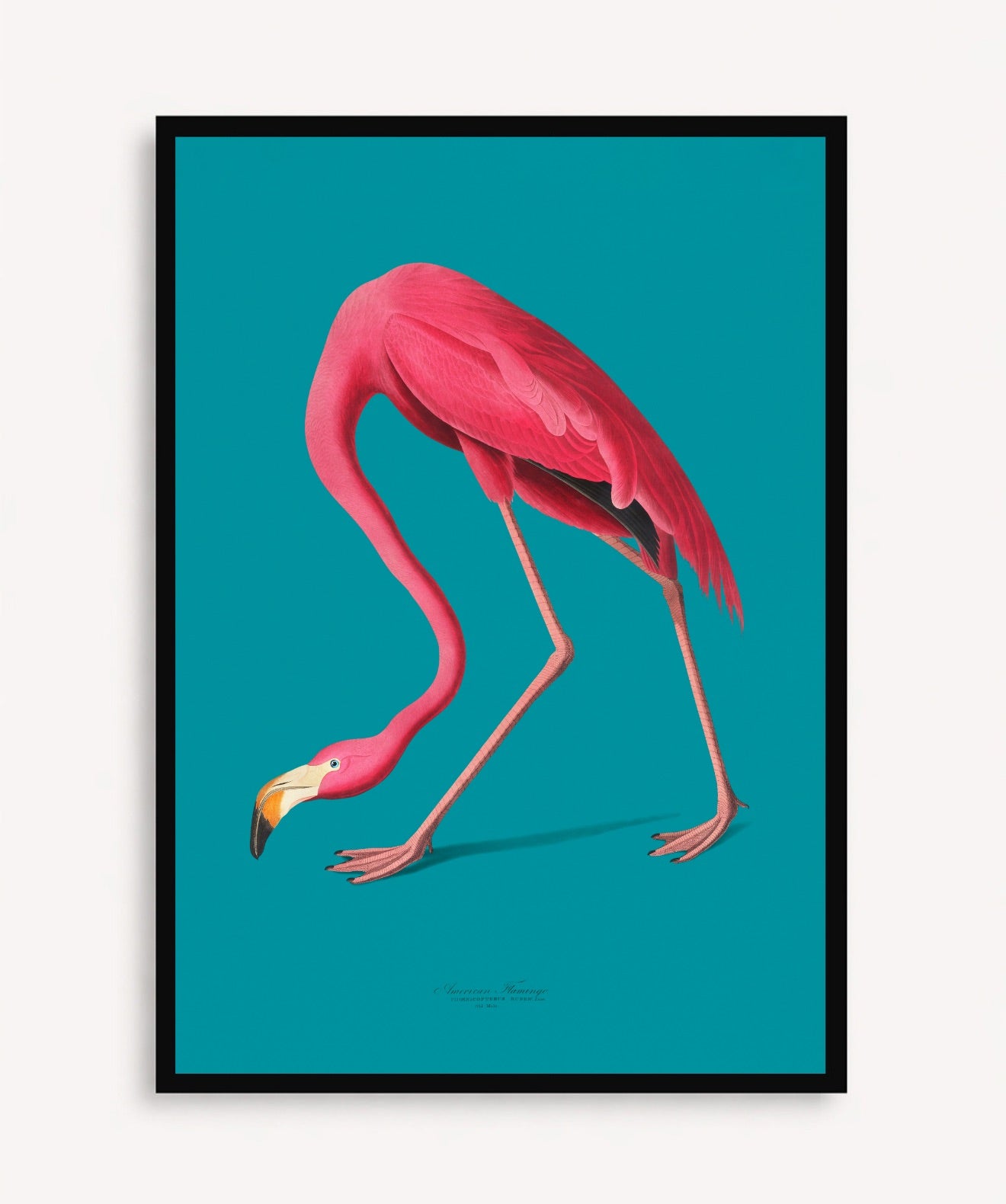 Flamingo