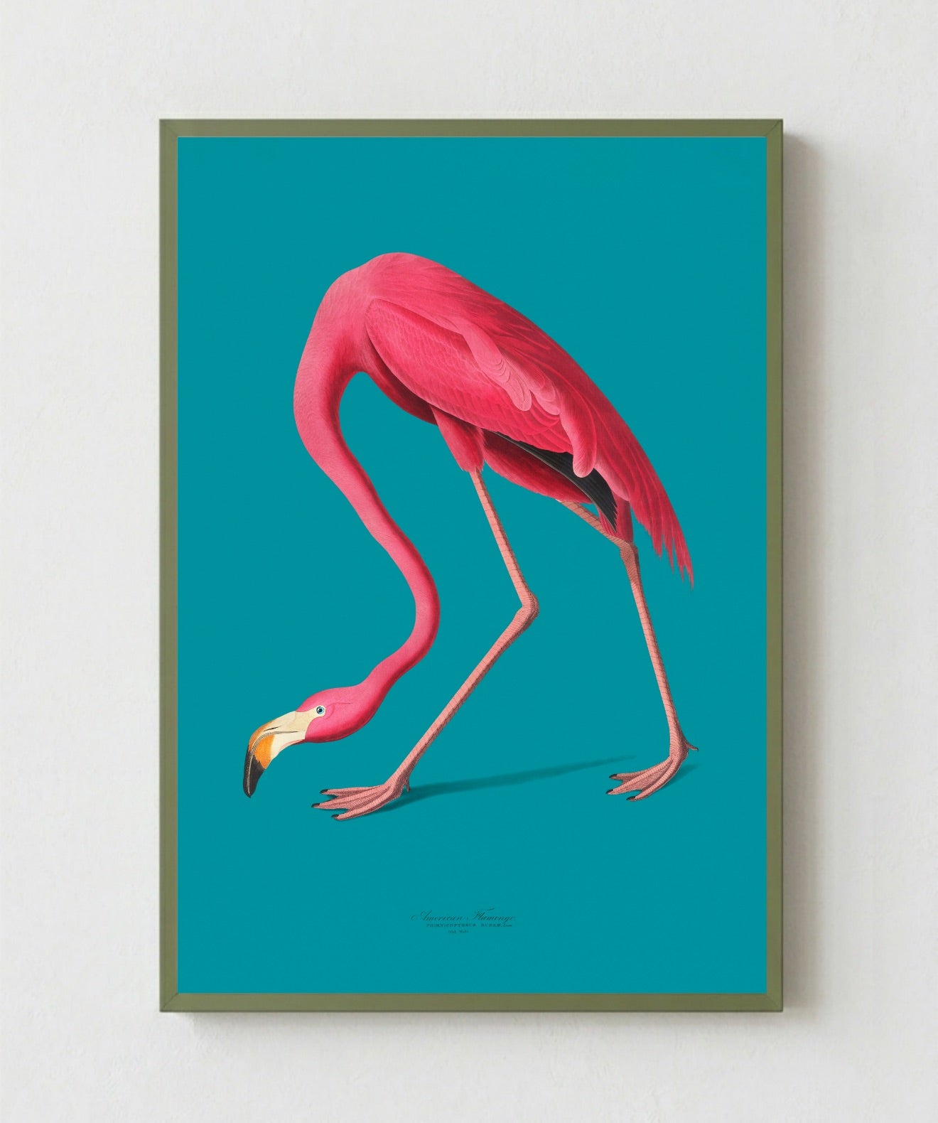 Flamingo
