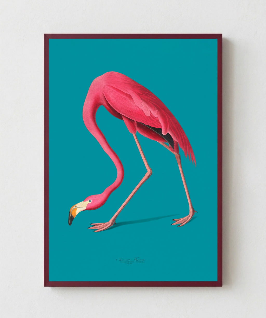 Flamingo