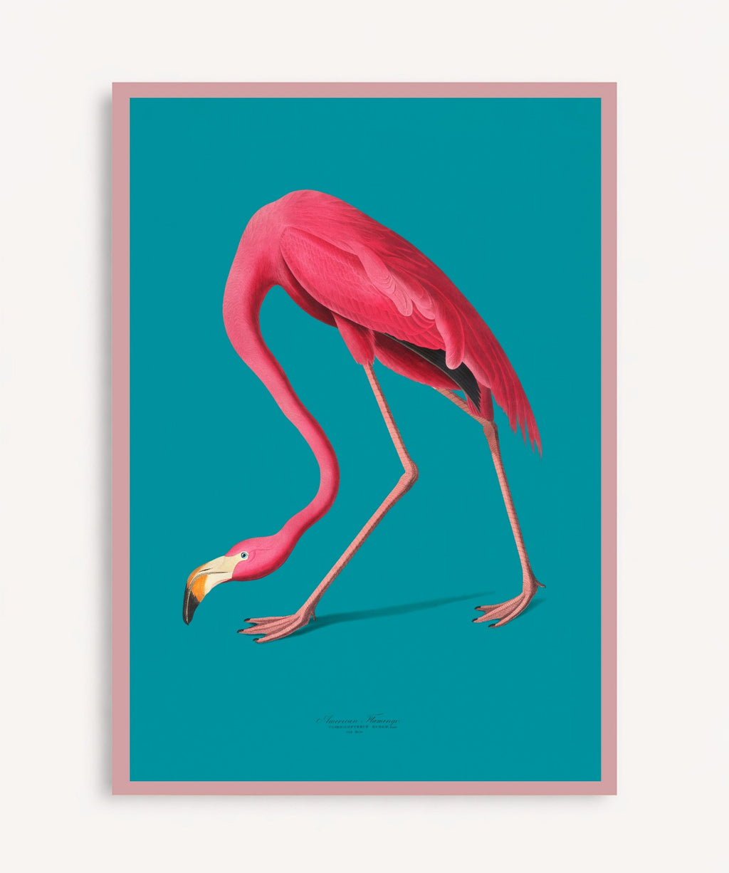 Flamingo