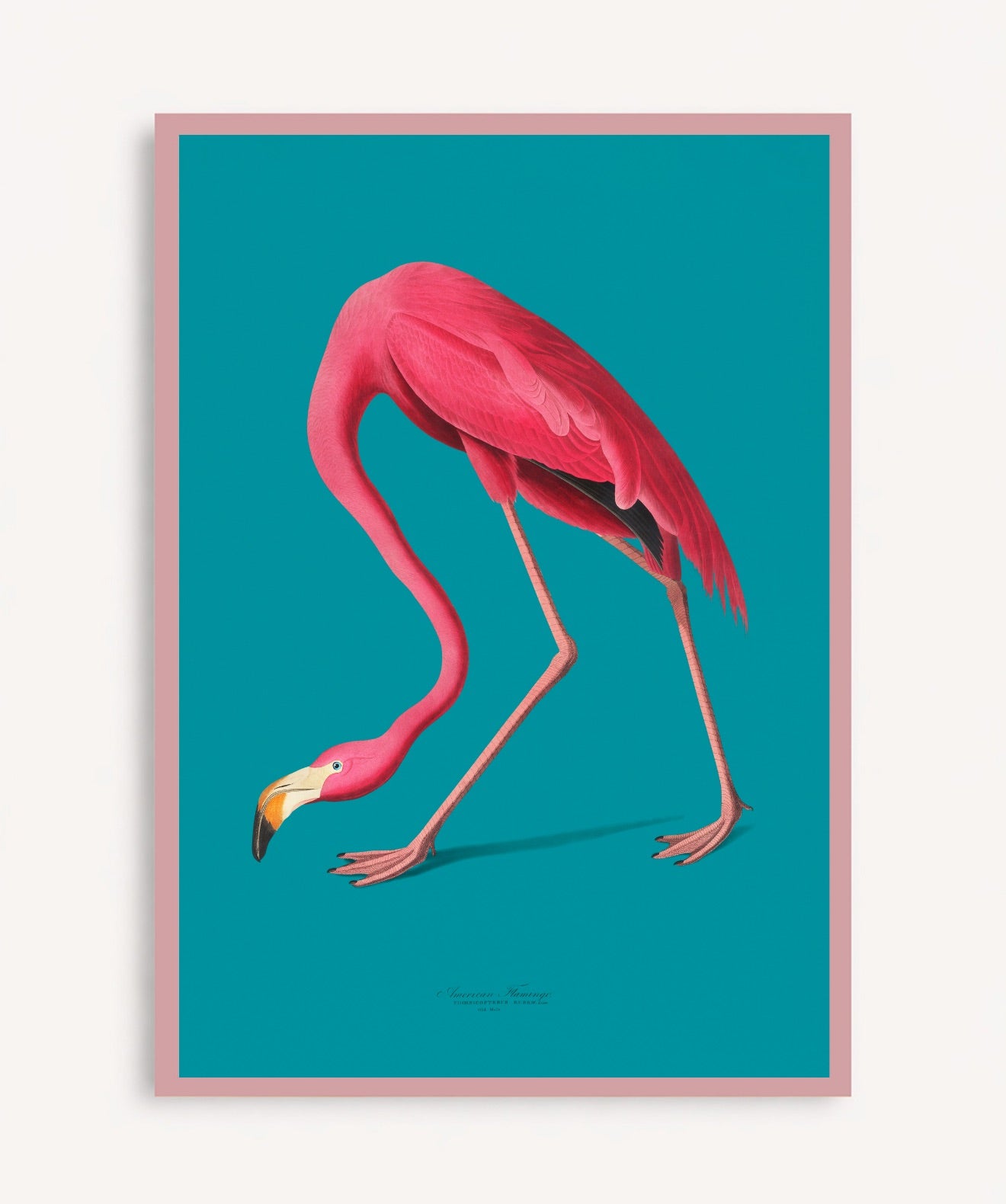 Flamingo