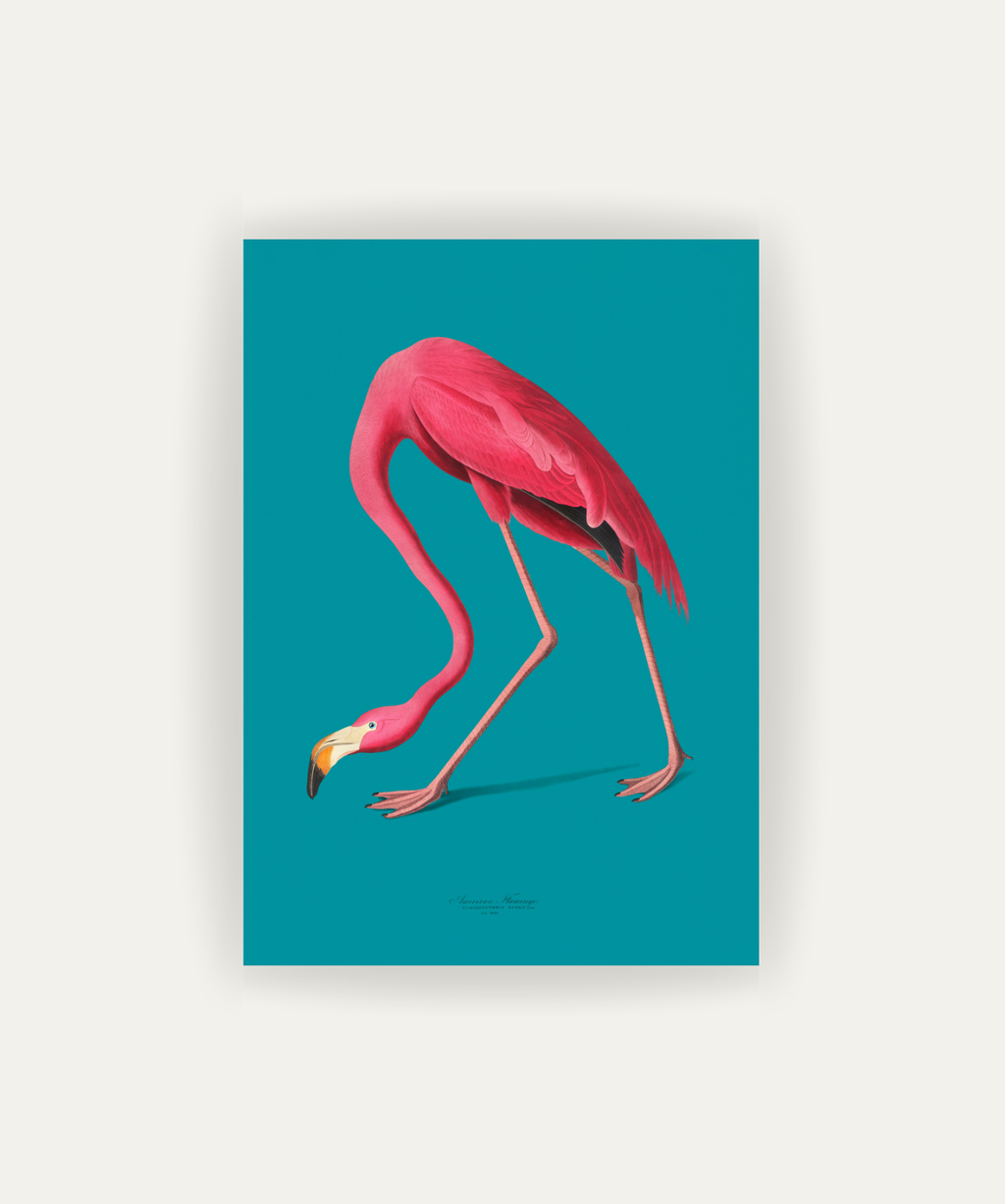 Flamingo