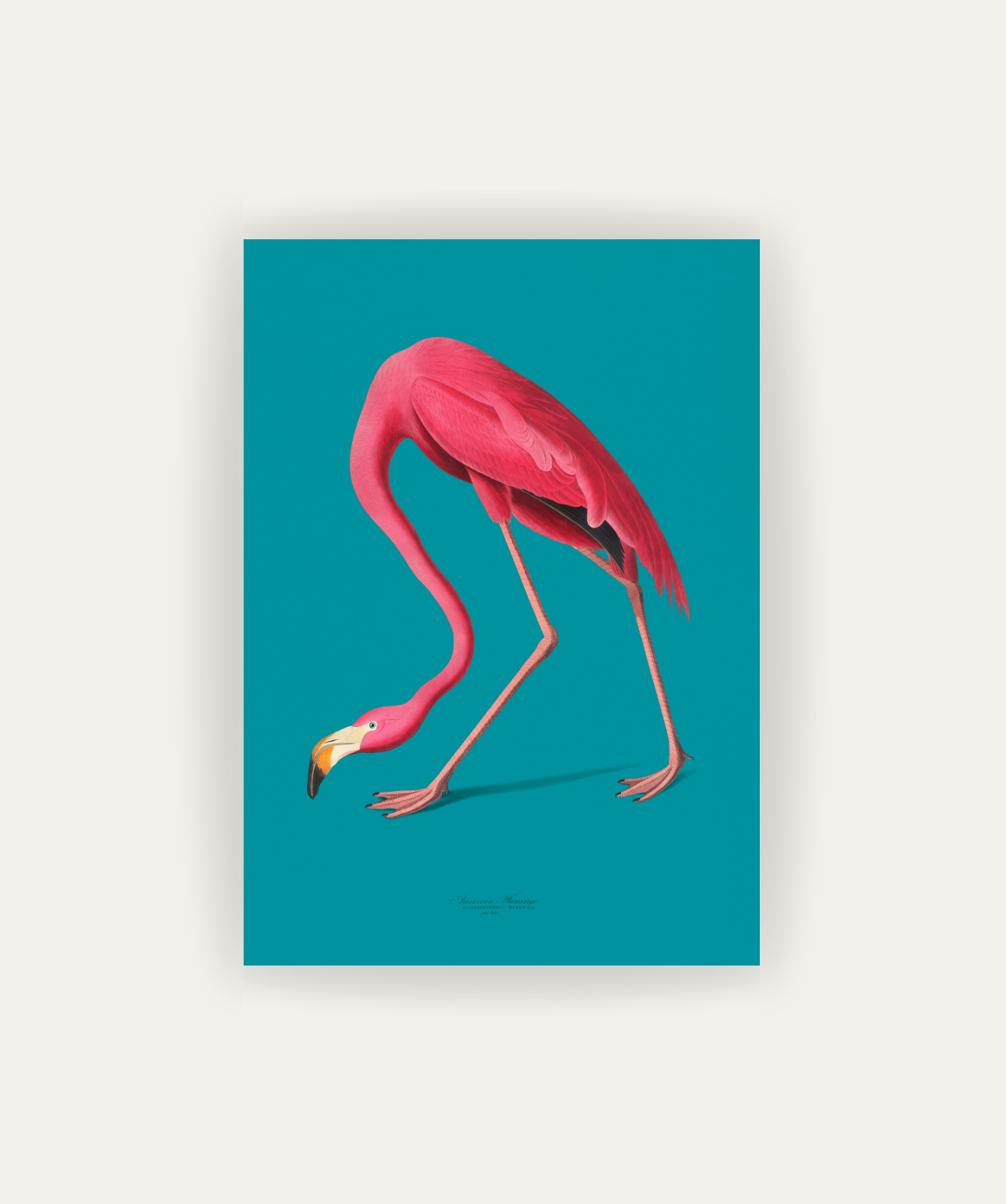 Flamingo