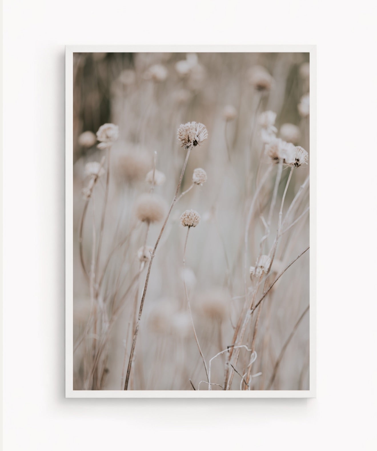 Flor en Campo