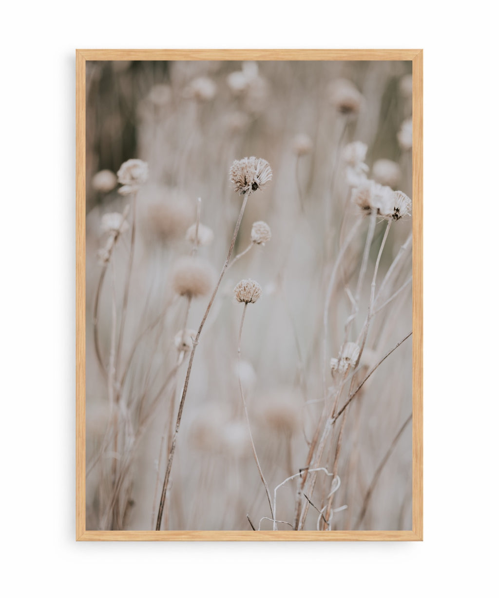 Flor en Campo