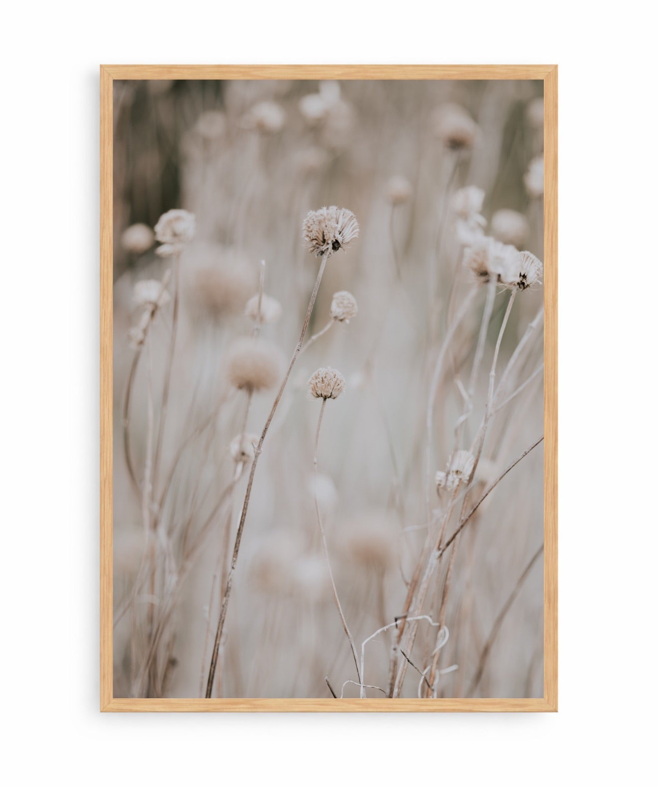 Flor en Campo
