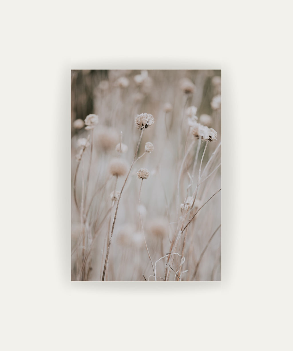 Flor en Campo