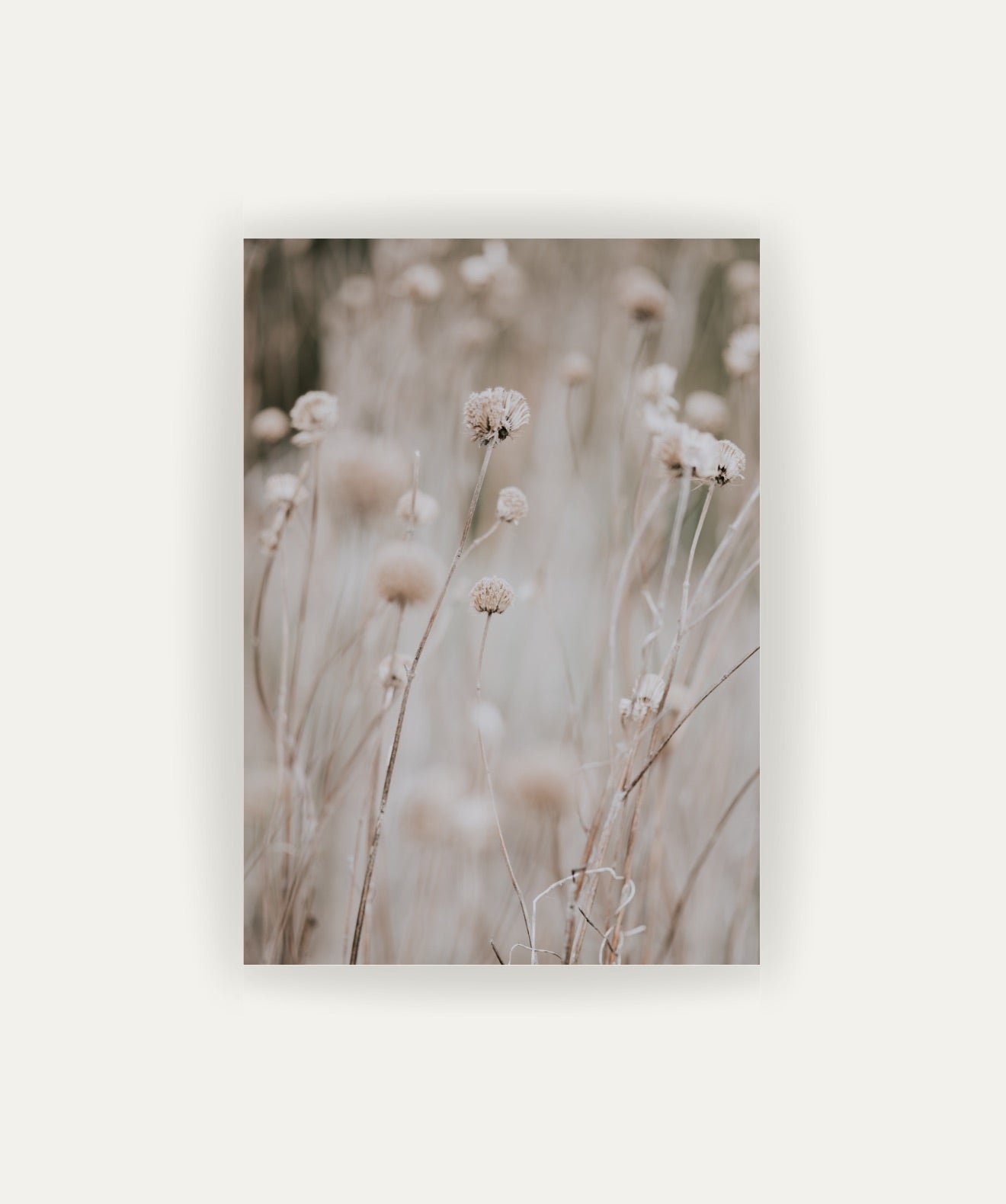 Flor en Campo