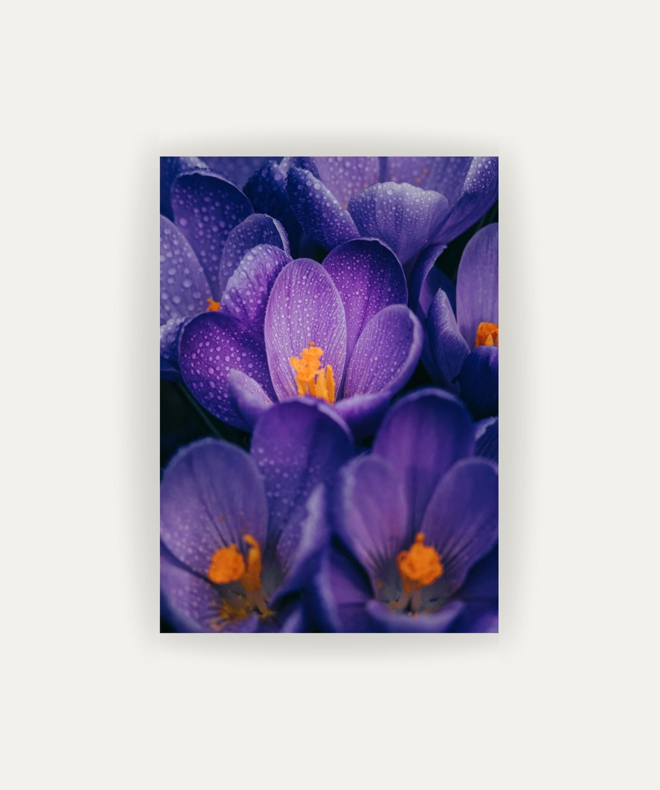 Flores Moradas