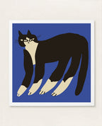 Gato Finx