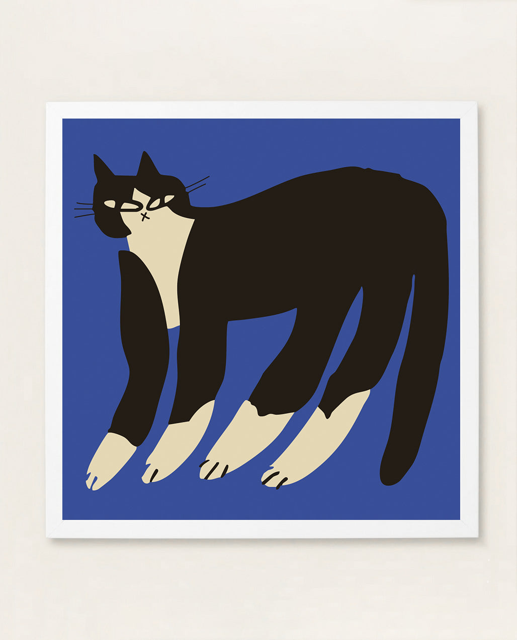 Gato Finx