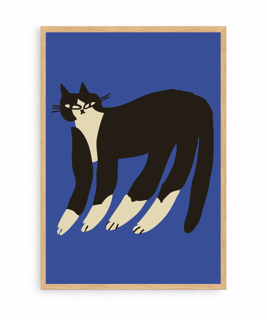 Gato Finx