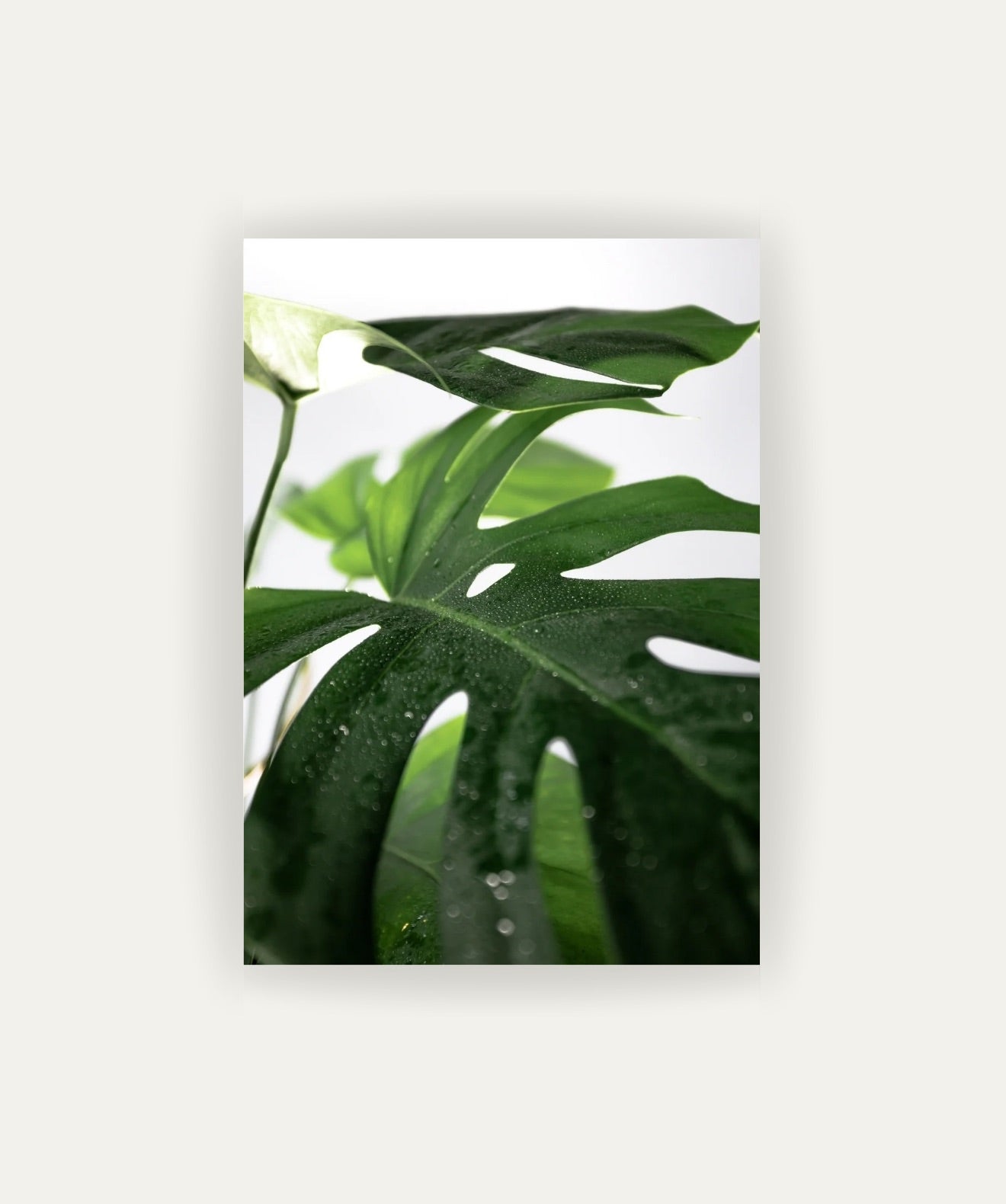 Hoja de Selva