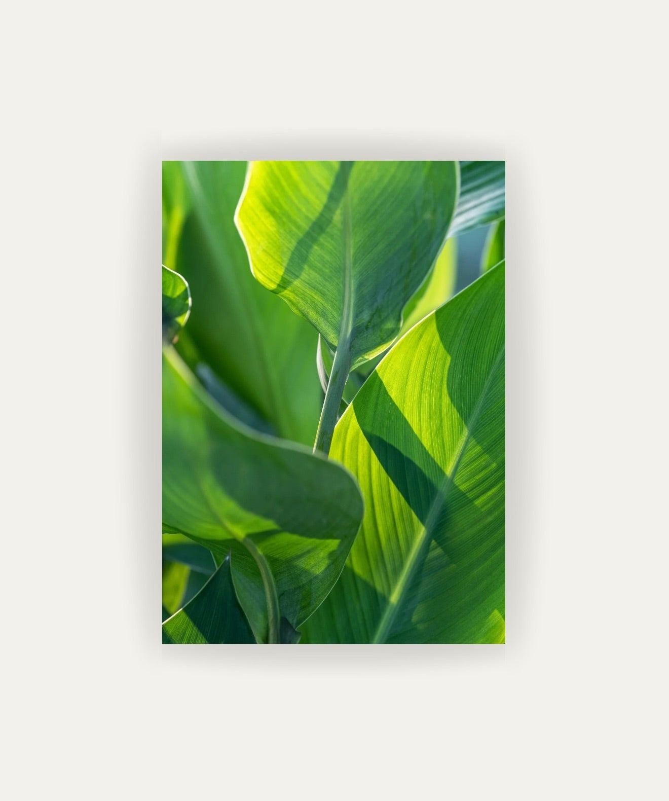 Leaves