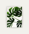 Monstera Viva