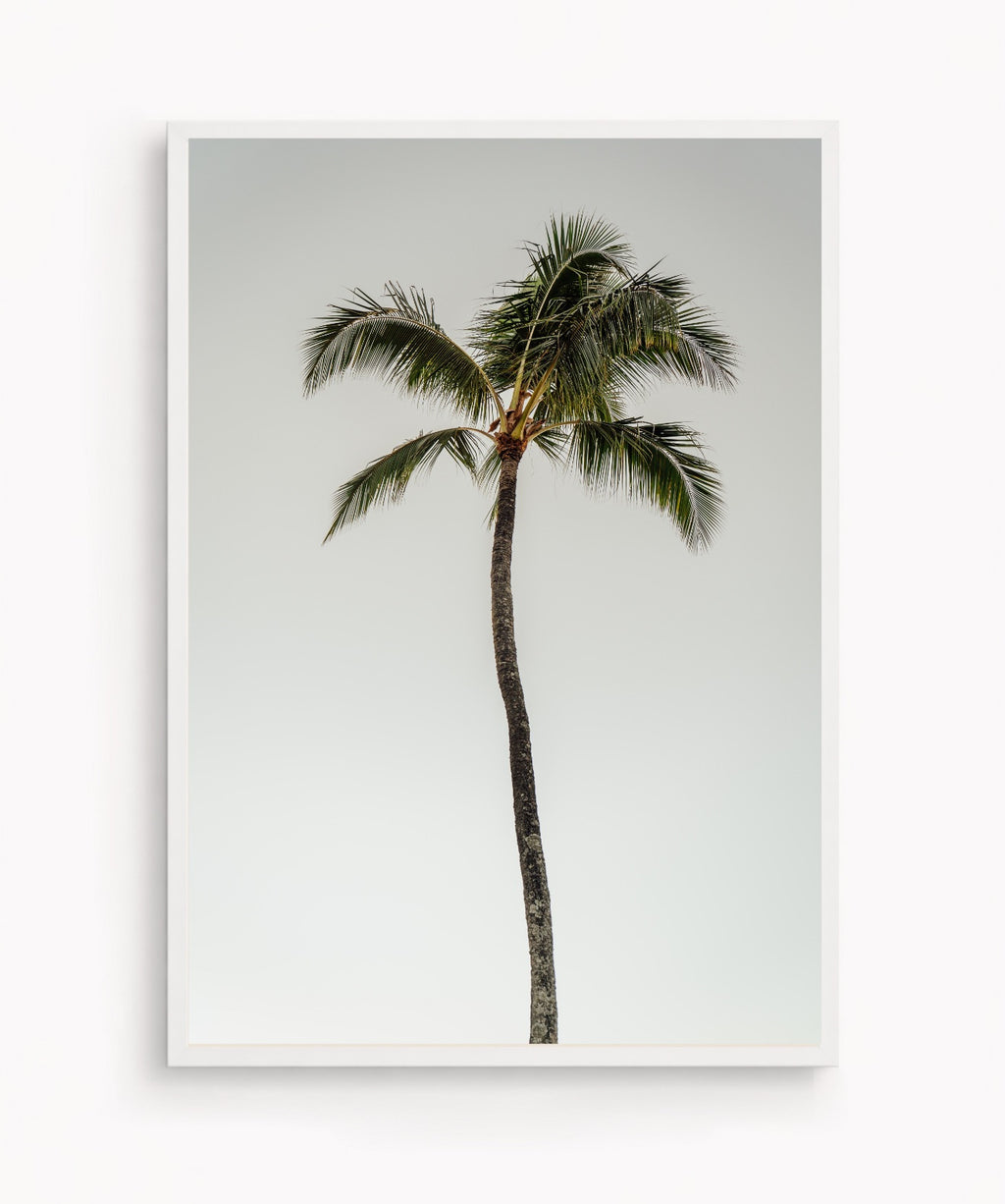 Oasis