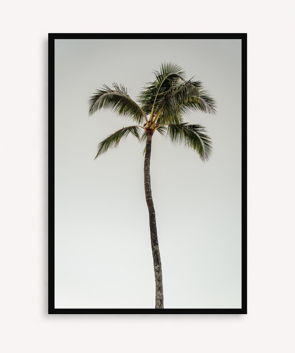 Oasis