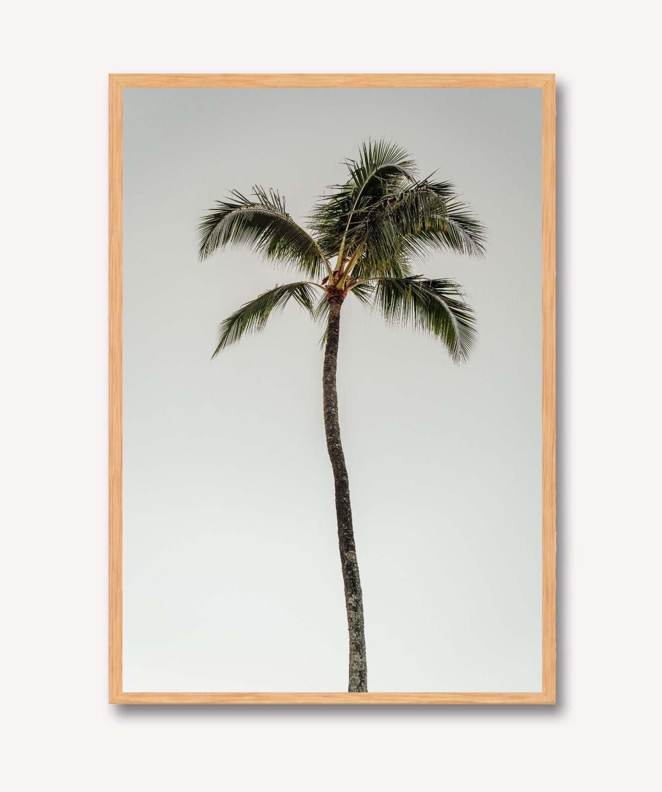 Oasis