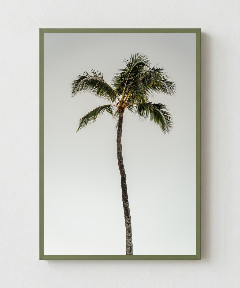Oasis
