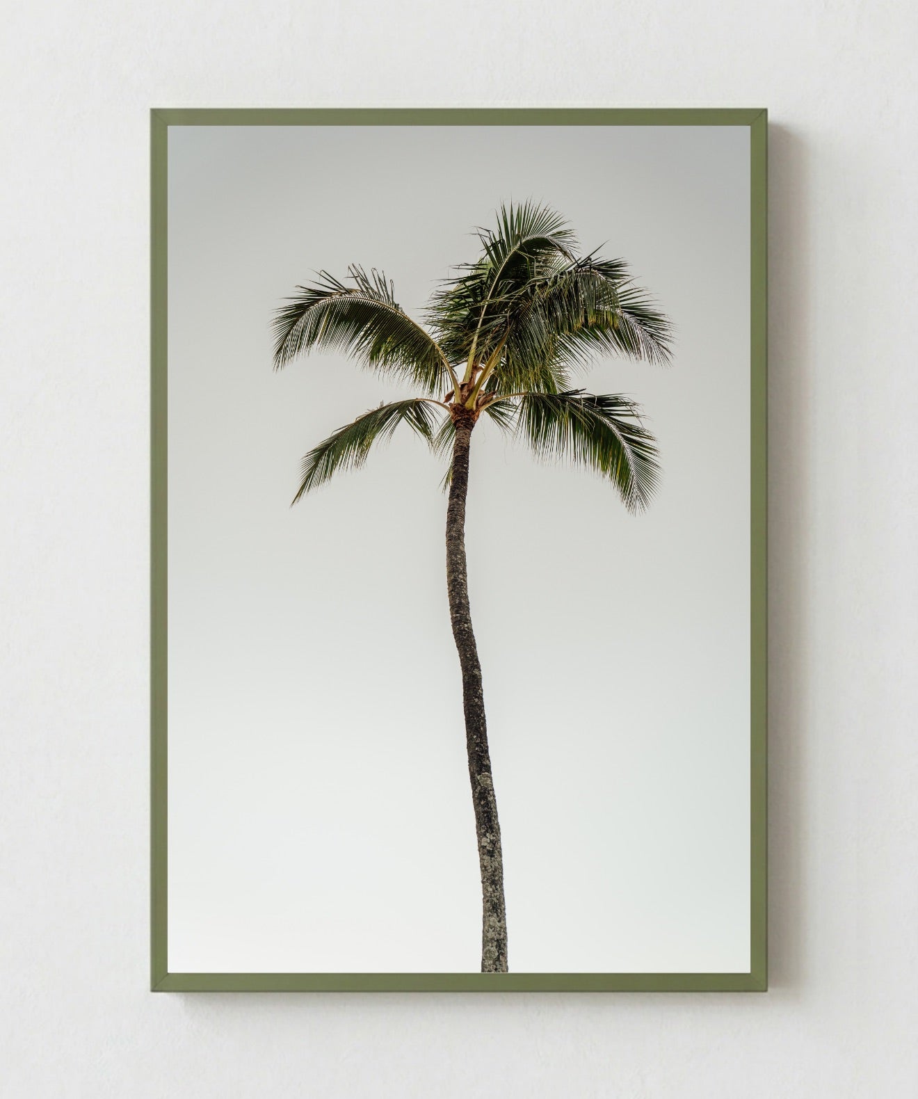 Oasis