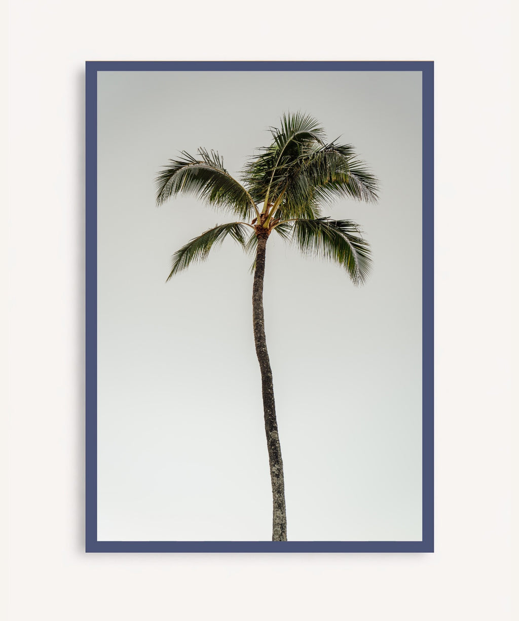 Oasis