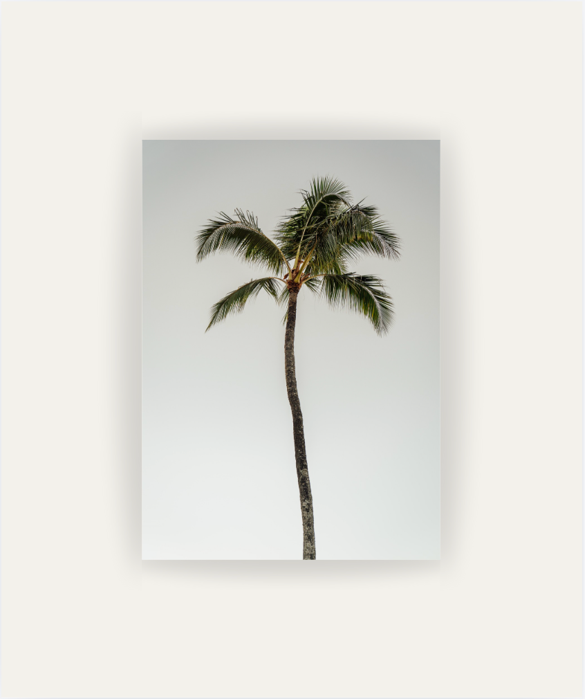 Oasis
