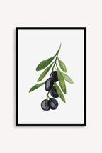Oliva