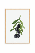 Oliva