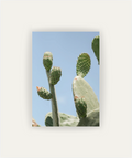 Opuntia