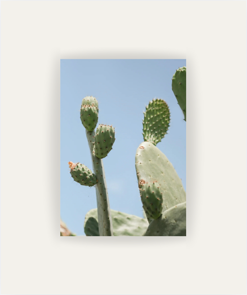 Opuntia