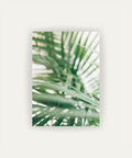 Palm