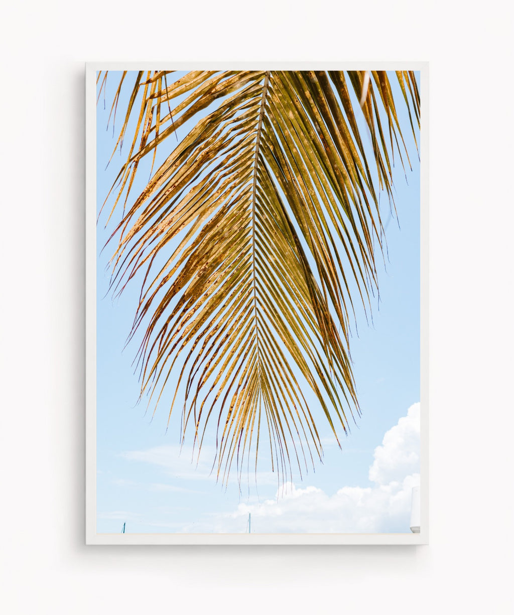 Palm Breeze