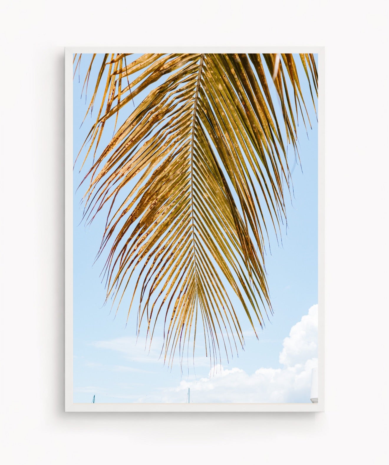 Palm Breeze