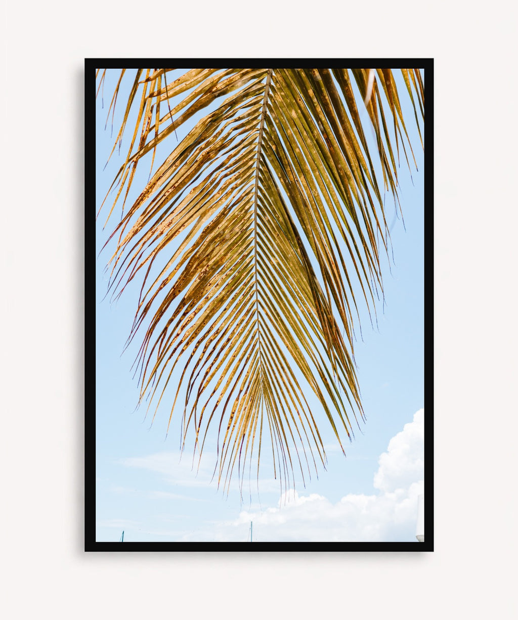 Palm Breeze