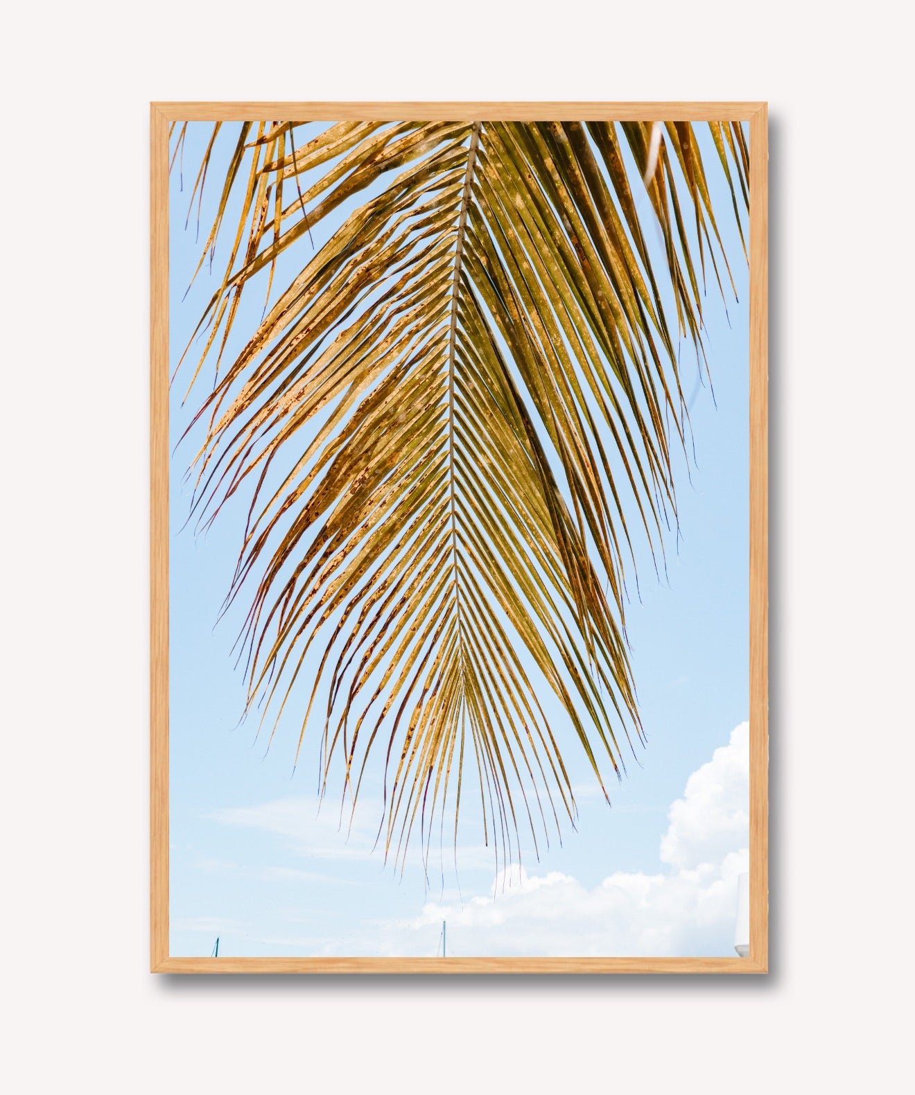 Palm Breeze