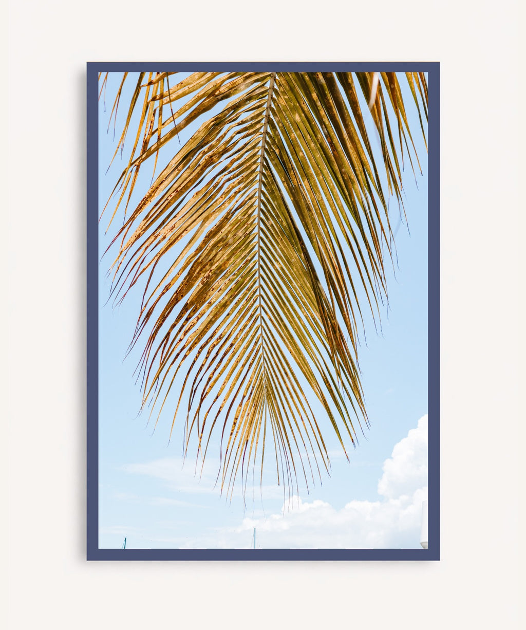 Palm Breeze