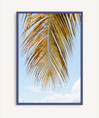 Palm Breeze