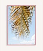 Palm Breeze
