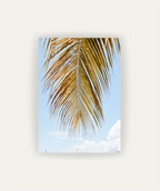 Palm Breeze