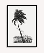 Palm Tree Drawing