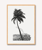 Palm Tree Drawing