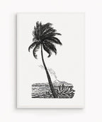 Palm Tree Drawing