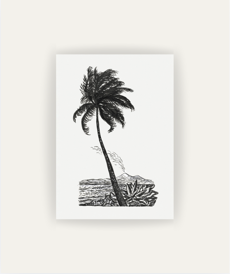 Palm Tree Drawing