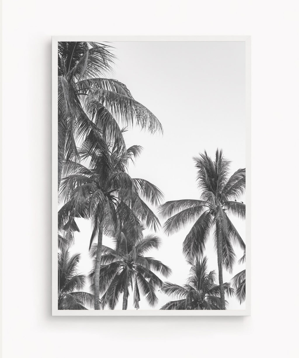 Palm Trees ByN