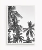 Palm Trees ByN